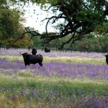 contacto_com_a_natureza_20100419_1354425203